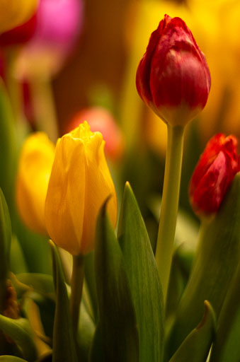 02-17-2011-19-52-37-Pentax-K-5_8290.jpg