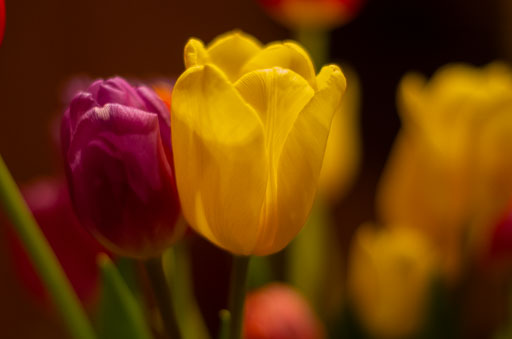 02-17-2011-19-55-18-Pentax-K-5_8292.jpg
