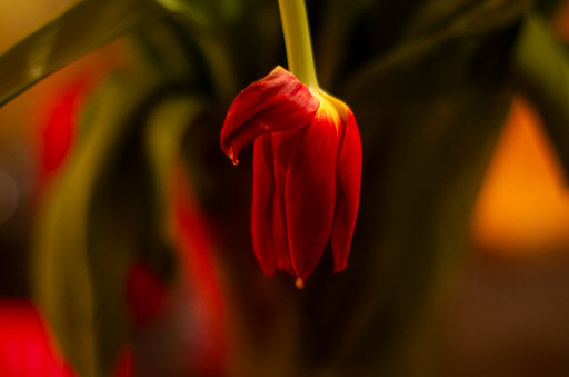 02-17-2011-19-58-16-Pentax-K-5_8296.jpg