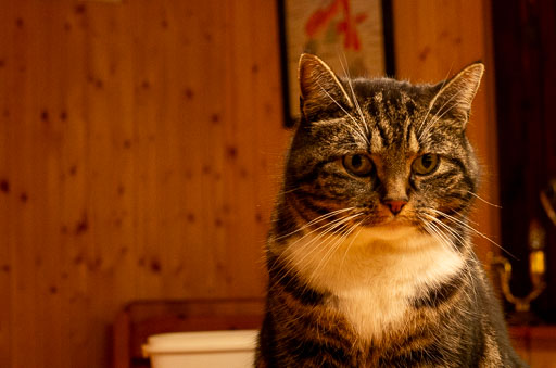 02-18-2011-19-50-00-Pentax-K-5_8375.jpg