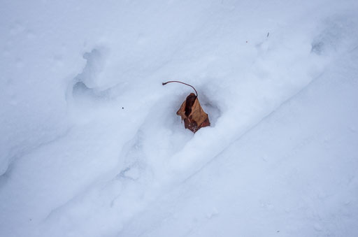 02-26-2011-08-03-12-Pentax-K-5_8504.jpg