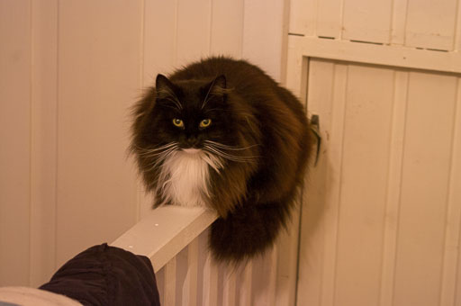 03-16-2011-06-25-56-Pentax-K20D_9606.jpg