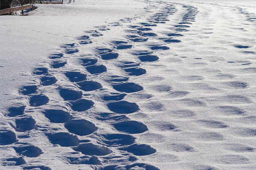 03-20-2011-08-46-44-Pentax-K20D_9770.jpg