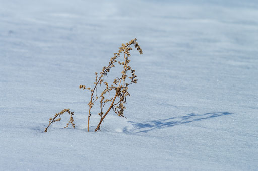 03-20-2011-13-54-54-Pentax-K20D_9786.jpg