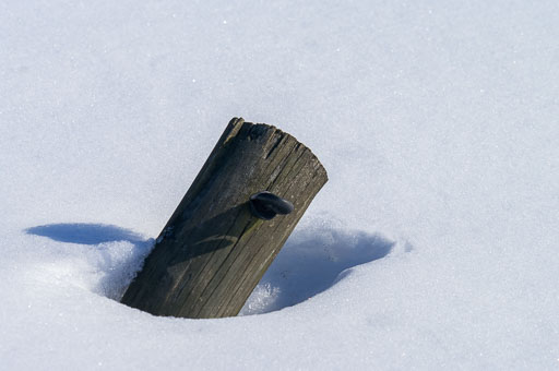03-20-2011-14-08-09-Pentax-K20D_9799.jpg