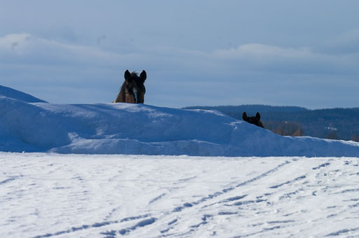 03-20-2011-14-27-17-Pentax-K20D_9847.jpg