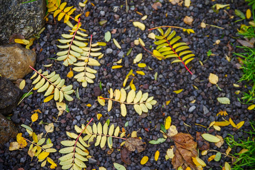 10-02-2023-12-19-00-Pentax-K-1-13.jpg