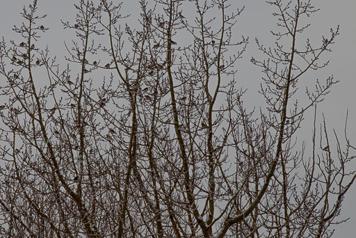 02-12--13-00-56-2026Pentax-K-1_K1__6098.jpg