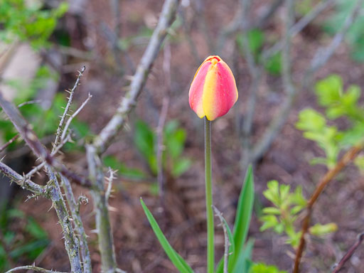 DSCF0074.jpg