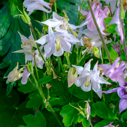 DSCF1807.jpg
