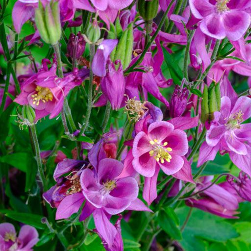 DSCF1808.jpg