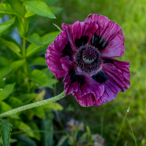 DSCF1906.jpg