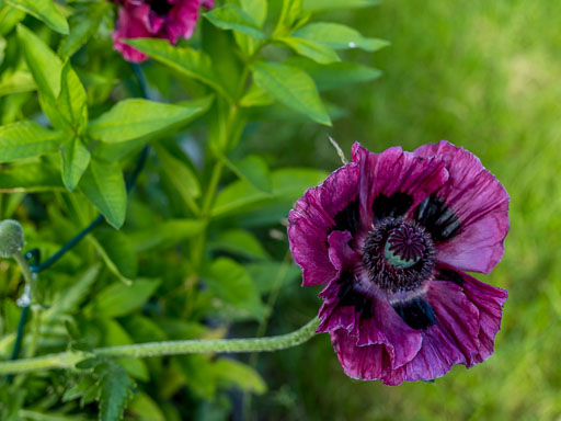 DSCF1907.jpg