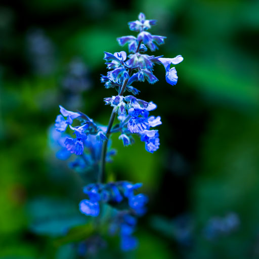DSCF1918.jpg