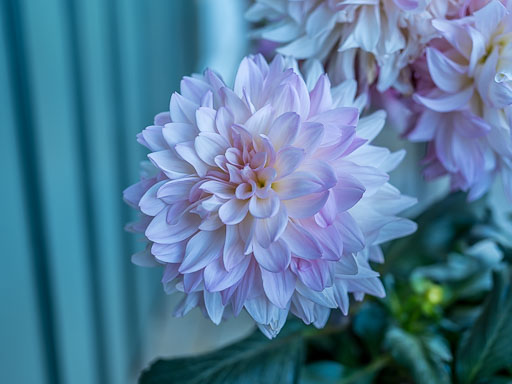 DSCF1919.jpg