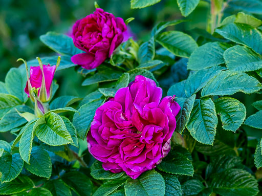 DSCF1924.jpg