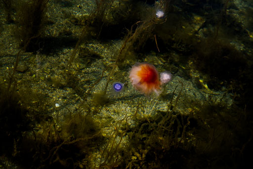 06-28-2026-11-12-Pentax-K-1-K1__6832.jpg