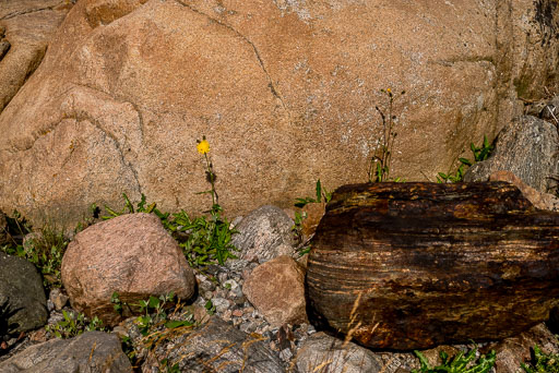 06-29-2026-08-45-Pentax-K-1-K1__6849.jpg