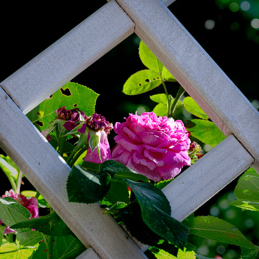 DSCF2340.jpg
