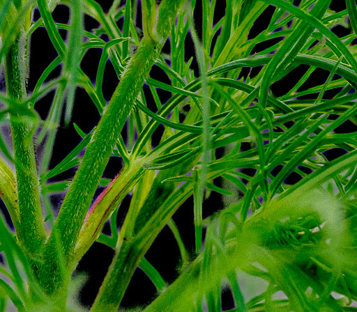 DSCF2343.jpg