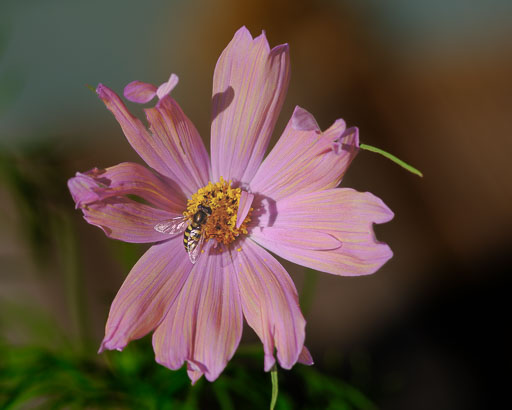 DSCF2345.jpg
