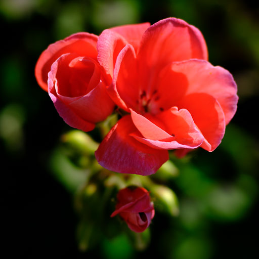DSCF2349.jpg