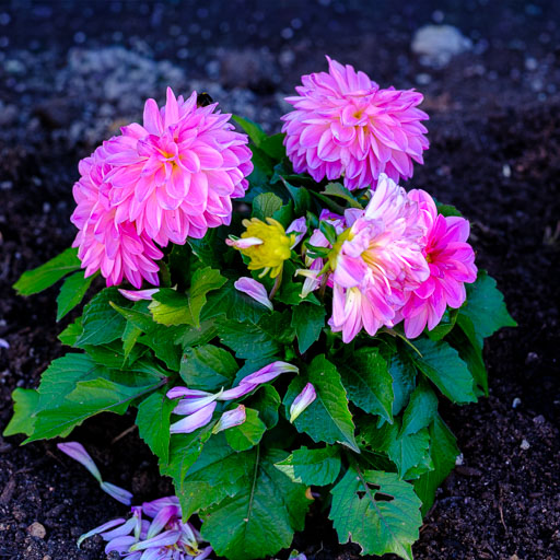 DSCF2350.jpg