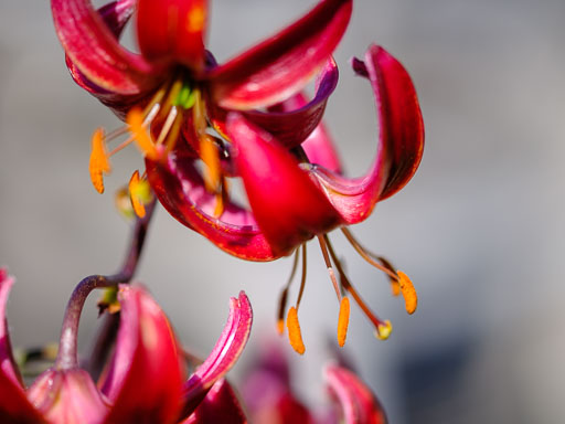 DSCF2356.jpg