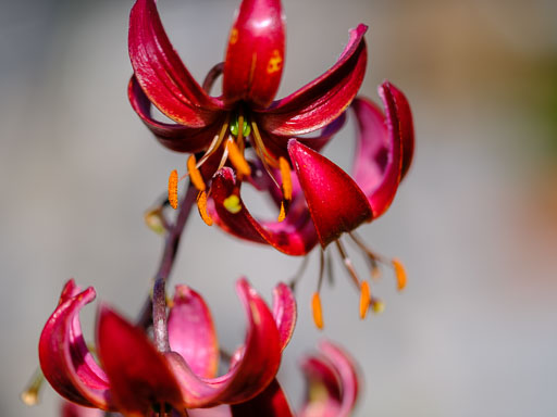 DSCF2357.jpg