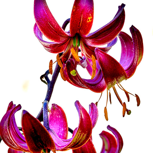 DSCF2358.jpg