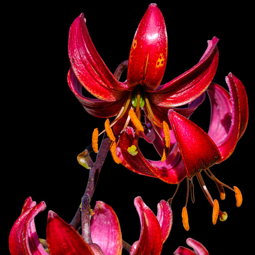 DSCF2359.jpg