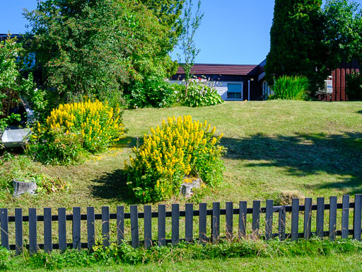 DSCF2365.jpg