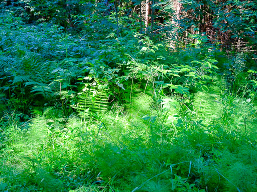 DSCF2382.jpg