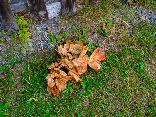 DSCF2394.jpg