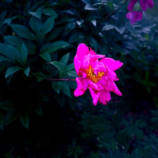 DSCF2398.jpg