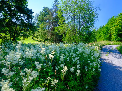 DSCF2451.jpg