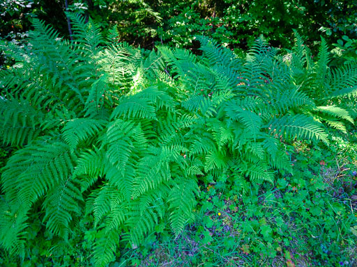 DSCF2458.jpg