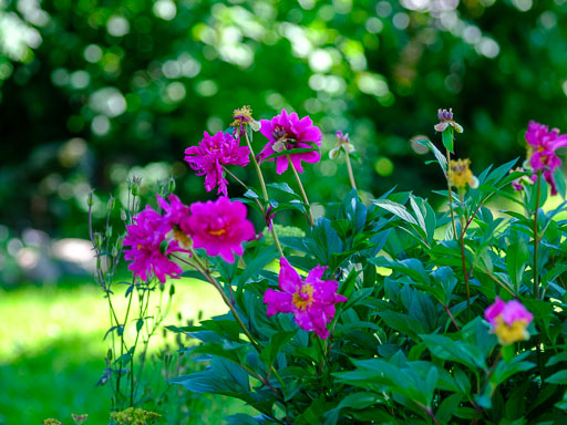 DSCF2475.jpg