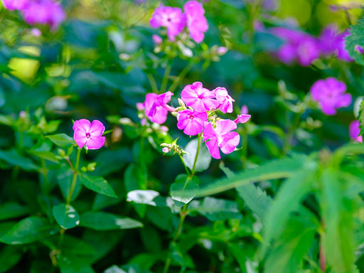 DSCF2478.jpg