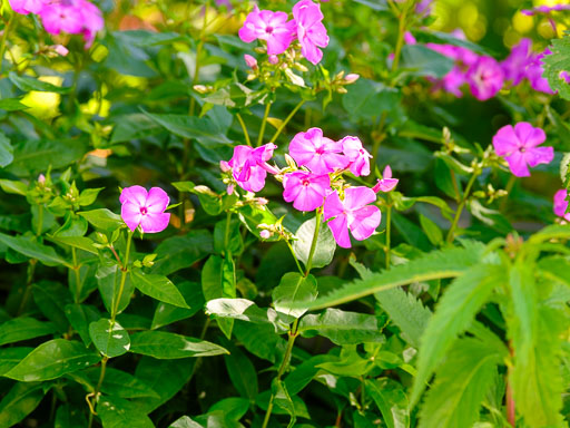 DSCF2479.jpg