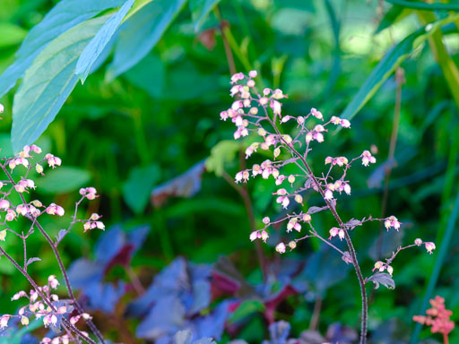 DSCF2482.jpg