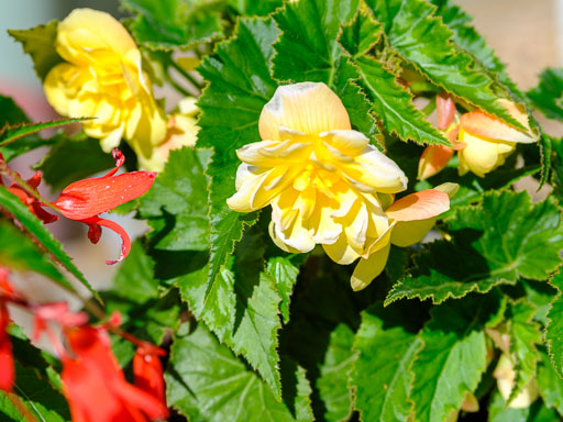 DSCF2488.jpg