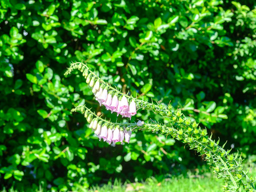 DSCF2497.jpg
