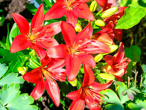 DSCF2511.jpg