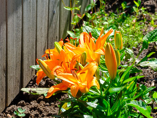DSCF2513.jpg