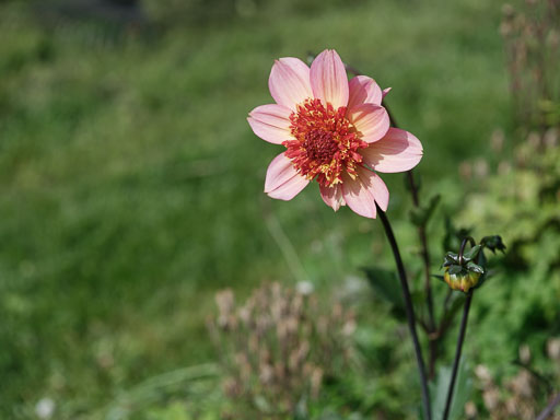 DSCF3733.jpg