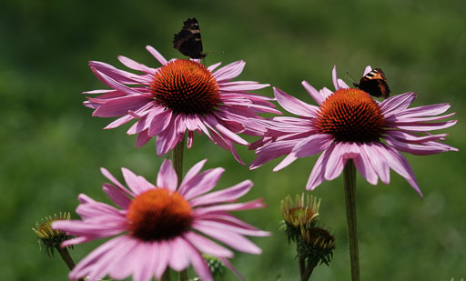 DSCF3735.jpg