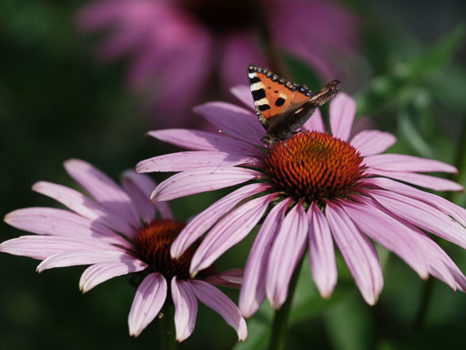 DSCF3741.jpg