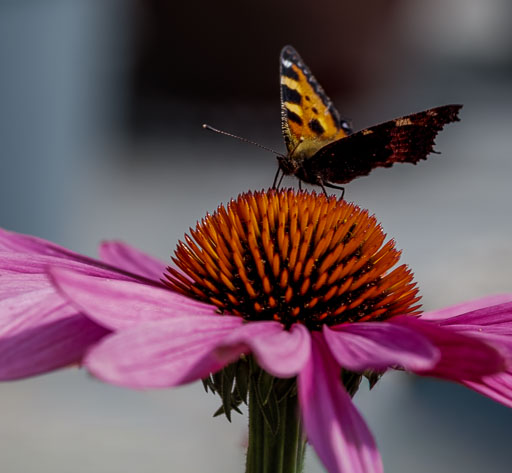 DSCF3747.jpg