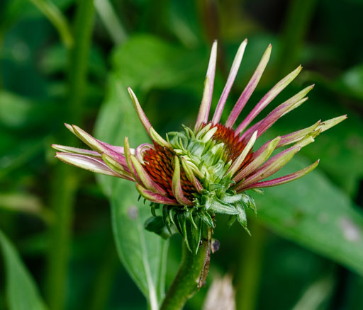 DSCF3750.jpg